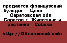 продается французский бульдог  › Цена ­ 10 000 - Саратовская обл., Саратов г. Животные и растения » Собаки   